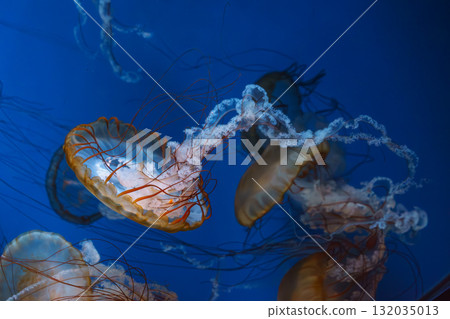 Group of Chrysaora fuscescens or Pacific sea nettle jellyfish swim in deep blue water of aquarium 132035013