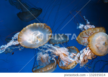 Group of Chrysaora fuscescens or Pacific sea nettle jellyfish swim in deep blue water of aquarium Group of Chrysaora fuscescens or Pacific sea nettle jellyfish swim in deep blue water of aquarium 132035014