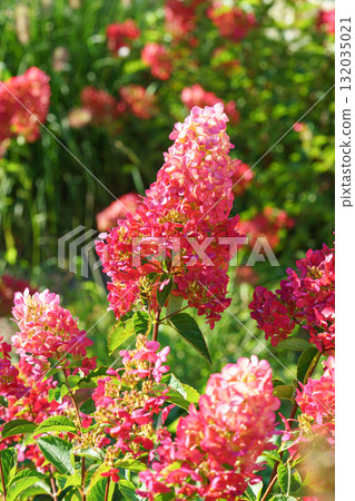 Close up of blooming pink hydrangea paniculata flowers in sunny garden with green leaves background 132035021