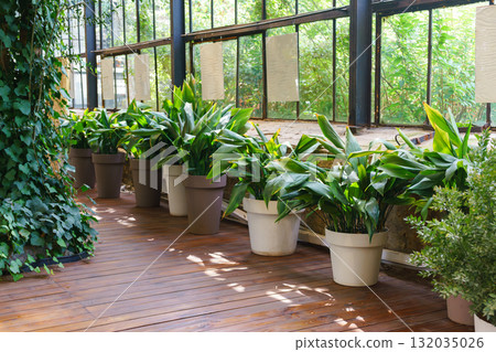 Indoor greenhouse with wooden floor and lush green plants in flowerpots near large windows 132035026