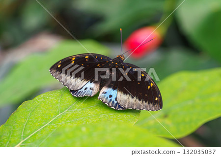 Lexias pardalis, the archduke butterfly of the family Nymphalidae sitting on green leaves background 132035037