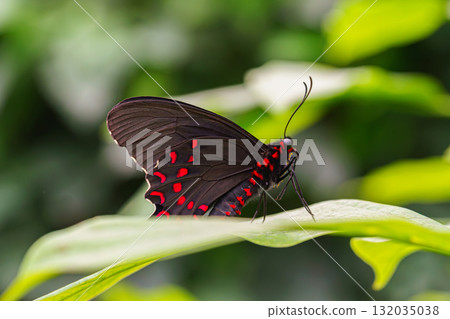 Parides photinus, the pink spotted cattleheart butterfly, Papilionidae family sitting on green leaf 132035038