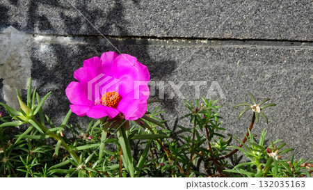 Portulaca stands out against the concrete 132035163