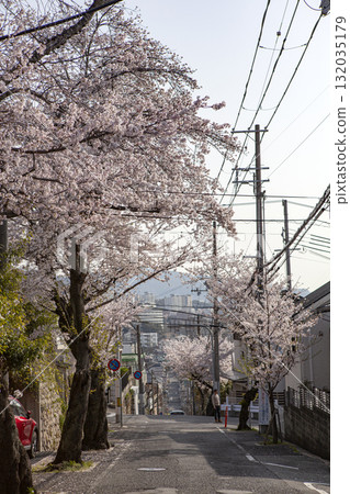 Cherry blossom trees along the slope Cherry blossom trees along the slope 132035179