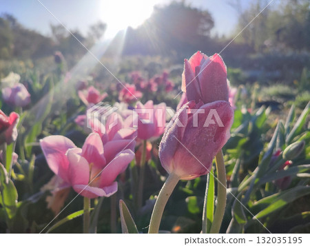 Beautiful pink tulips leaning toward each other with crystals of ice from frost growing in garden on sunny spring morning. Varietal red tulip and many other flowers on meadow with shining sun close-up 132035195