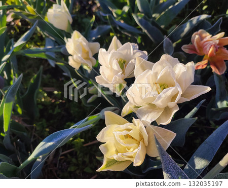 Beautiful blossoming blooming tulip flower. Blooming tulip flower with white petals with drops of morning dew close-up. Beautiful blooming flower on sunny morning in spring. Nature. Natural background 132035197