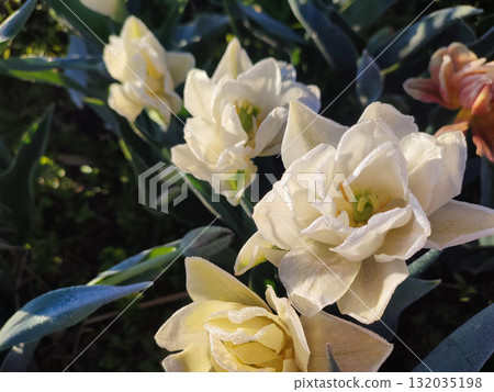 Beautiful blossoming blooming tulip flower. Blooming tulip flower with white petals with drops of morning dew close-up. Beautiful blooming flower on sunny morning in spring. Nature. Natural background 132035198