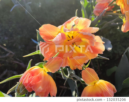 Beautiful blooming tulip close-up. Blooming tulip flower with orange petals and frost on a sunny spring morning. Blossoming blooming flower tulip growing in the ground. Petals covered with snow ice 132035206