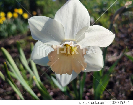 Narcissus. Beautiful flower narcissus. Blooming narcissus flower with many pink white petals in inflorescence close-up. Blooming daffodil flower with green leaves growing in ground on spring morning Narcissus. Beautiful flower narcissus. Blooming narcissus flower with many pink white petals in inflorescence close-up. Blooming daffodil flower with green leaves growing in ground on spring morning 132035265