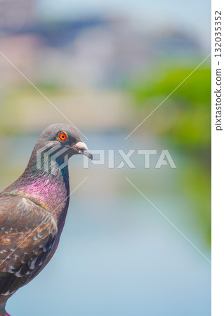Pigeon up Pigeon up 132035352