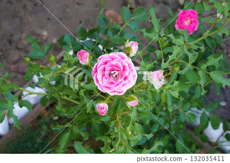 Pink rose flower with buds, close-up. Rosa Chinensis or mini rose on a green bush is covered in raindrops and grows in the garden. Horizontal photo. Top view. Slightly blurred natural background. 132035411