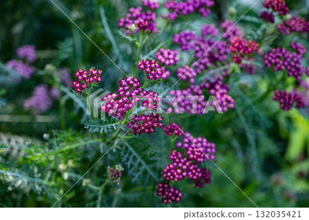 Vibrant clusters of purple flowers blooming during a sunny afternoon in a lush garden Vibrant clusters of purple flowers blooming during a sunny afternoon in a lush garden 132035421