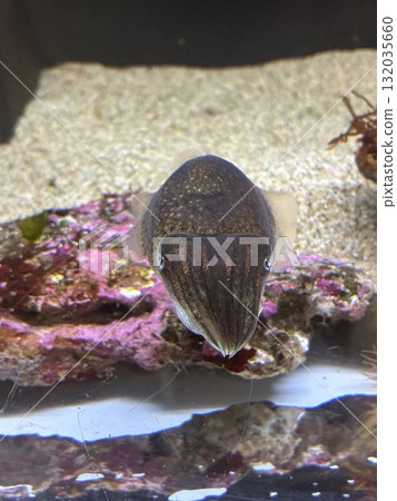 Syria Keika 132035660