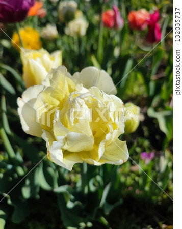 Beautiful blossoming blooming tulip flower. Blooming tulip flower with white petals with drops of morning dew close-up. Beautiful blooming flower on sunny morning in spring. Nature. Natural background 132035737