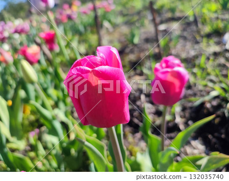 Beautiful varietal blooming tulip close up. Growing blossoming tulip flower with red pink petals on background of blurred multicolored flowering flowers on sunny spring day. Nature. Natural background 132035740