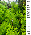 Green thuja branches close-up in summer. Bright green thuja branches with fresh needles captured in daylight. Evergreen foliage background in a summer park. 132035741