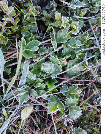 Green leaves covered with white snowflakes from frost on spring morning. The green leaves of the plant are covered with frost close-up. Leaves with white hoarfrost crystals. Freezing Green leaves covered with white snowflakes from frost on spring morning. The green leaves of the plant are covered with frost close-up. Leaves with white hoarfrost crystals. Freezing 132035749