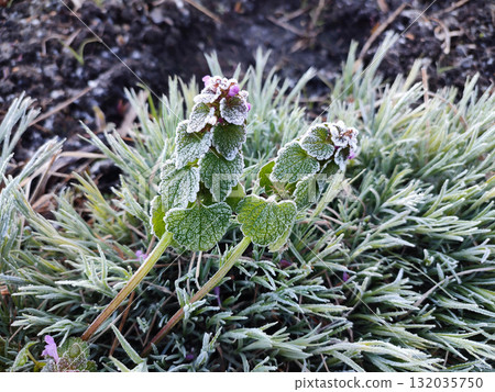 Green leaves covered with white snowflakes from frost on spring morning. The green leaves of the plant are covered with frost close-up. Leaves with white hoarfrost crystals. Freezing Green leaves covered with white snowflakes from frost on spring morning. The green leaves of the plant are covered with frost close-up. Leaves with white hoarfrost crystals. Freezing 132035750