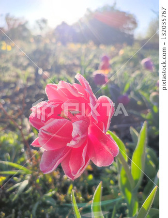 Beautiful blooming tulip close-up. Blooming tulip flower with pink petals and frost on a sunny spring morning. Blossoming blooming flower tulip growing in the ground. Petals covered with snow ice 132035767