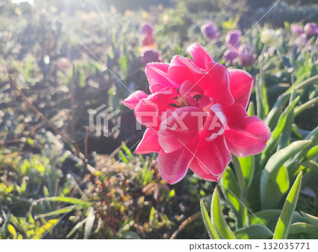Beautiful blooming tulip close-up. Blooming tulip flower with pink petals and frost on a sunny spring morning. Blossoming blooming flower tulip growing in the ground. Petals covered with snow ice Beautiful blooming tulip close-up. Blooming tulip flower with pink petals and frost on a sunny spring morning. Blossoming blooming flower tulip growing in the ground. Petals covered with snow ice 132035771