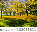 Autumn park with yellow leaves and tree shadows. Golden autumn scenery in the park with trees covered in yellow foliage and long shadows on the grass. Seasonal natural landscape. 132035811