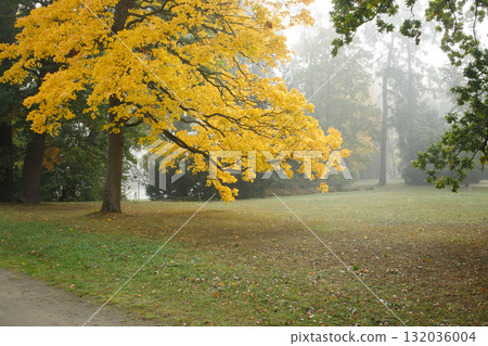 Magical autumn park landscape with green and yellow trees in the morning fog. Wilanow park in Warsaw, Poland in October without people. 132036004