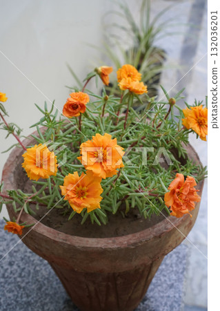 Portulaca orange flowers and succulent green leaves in a terracotta pot against grey background of a balcony. Close-up. Vertical image. Copy space on the top. Real colors, natural background. Portulaca orange flowers and succulent green leaves in a terracotta pot against grey background of a balcony. Close-up. Vertical image. Copy space on the top. Real colors, natural background. 132036201