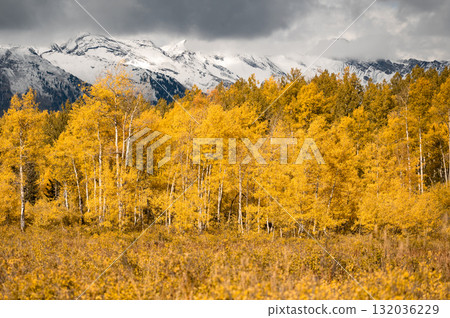 Yellow aspen trees during fall foliage with snowcapped mountain under overcast sky 132036229