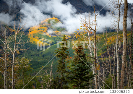 Beautiful yellow and green aspen forest on mountain in the mist Beautiful yellow and green aspen forest on mountain in the mist 132036255