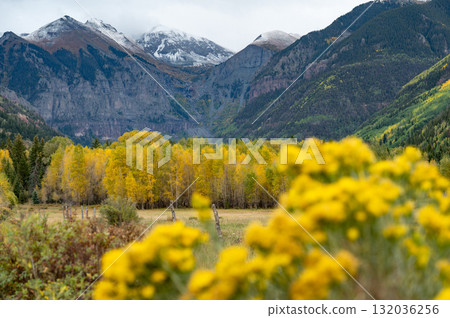 Beautiful scenery of snowcapped mountain and yellow aspen trees during fall in Telluride, Colorado Beautiful scenery of snowcapped mountain and yellow aspen trees during fall in Telluride, Colorado 132036256