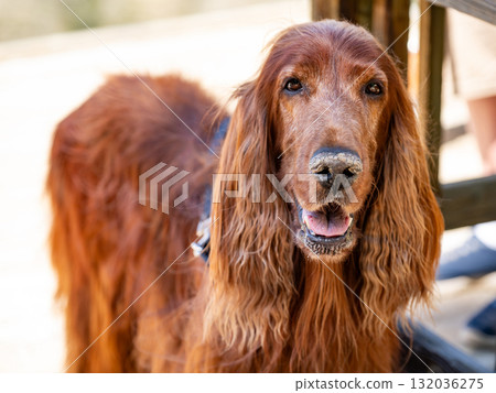 Irish Setter dog or Irish Red Setter, an elegant hunting dog 132036275