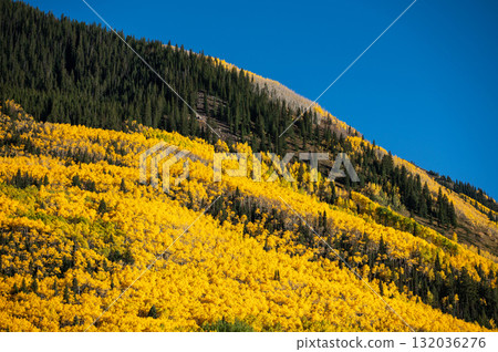 Autumn scenery of yellow aspen grove and green pine forest on mountain hill 132036276