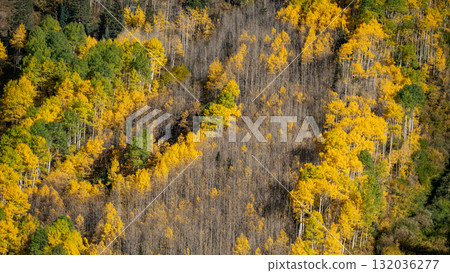 Autumn scenery of yellow aspen grove on mountain hill during fall foliage of Colorado, USA 132036277