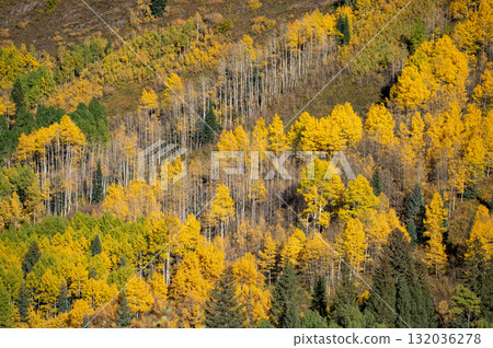 Autumn scenery of yellow aspen grove on mountain hill during fall foliage of Colorado, USA 132036278