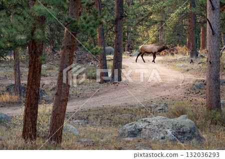 Bull elk walking on trail path in pine forest at Rocky Mountain National Park, Colorado, USA. 132036293