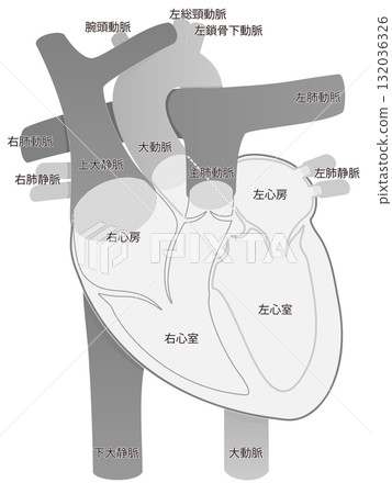 人體心臟橫切面（單張/灰階） 132036326