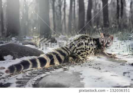 Common genet in nature 132036351