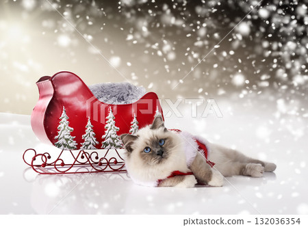birman cat in nature birman cat in nature 132036354