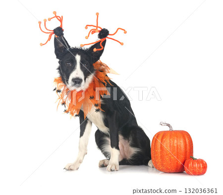 young border collie young border collie 132036361