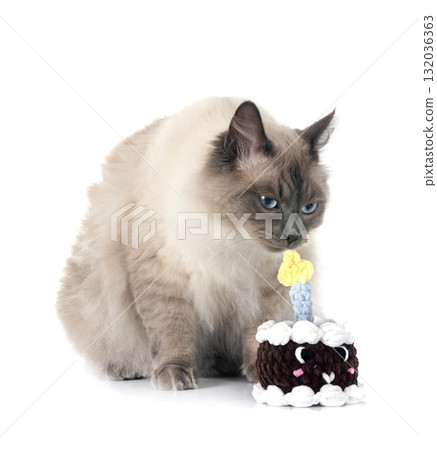 siberian cat in studio 132036363