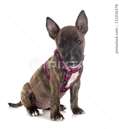 miniature bull terrier in studio 132036376
