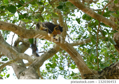 Sri Lankan giant squirrel perched on tree branch eating fruit surrounded by green leaves and natural forest background Sri Lankan giant squirrel perched on tree branch eating fruit surrounded by green leaves and natural forest background 132036453