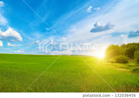 Bright Dawn Scene with Young Wheat Sprouts and Sunshine on the Horizon 132036456