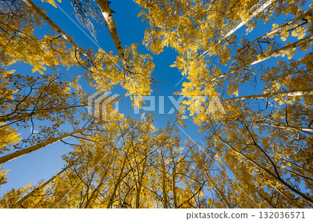 Yellow aspen tree canopy during fall foliage in Colorado, United States 132036571