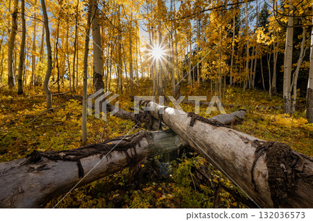Yellow aspen forest with fallen trees trunk crossing on foreground. Autumn scenery in Colorado, USA. 132036573