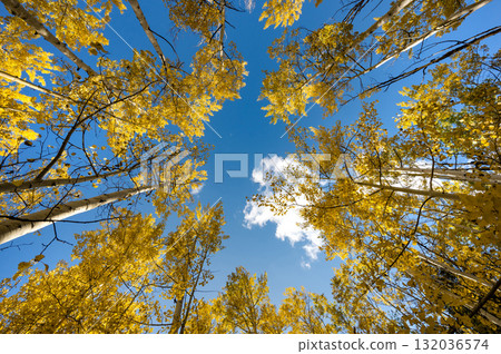 Yellow aspen tree canopy during fall foliage in Colorado, United States. Yellow aspen tree canopy during fall foliage in Colorado, United States. 132036574