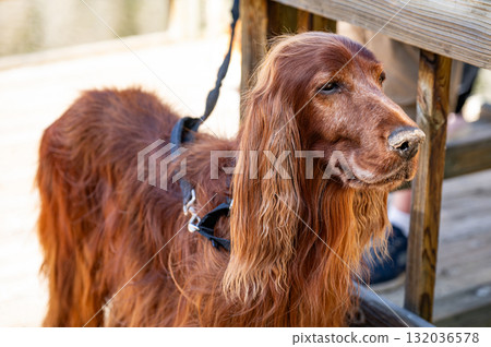 Irish Setter dog or Irish Red Setter, an elegant hunting dog 132036578