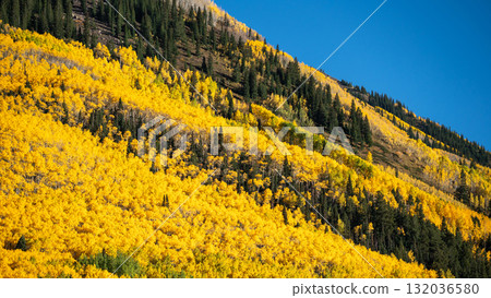 Autumn scenery of yellow aspen grove and green pine forest on mountain hill Autumn scenery of yellow aspen grove and green pine forest on mountain hill 132036580