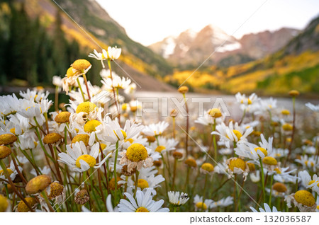 Daisy flower bush with blurred Maroon bells mountain and lake at sunrise 132036587