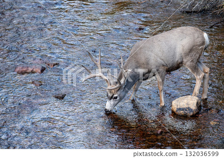 Mule deer buck with impressive antlers drinking water from the creek Mule deer buck with impressive antlers drinking water from the creek 132036599